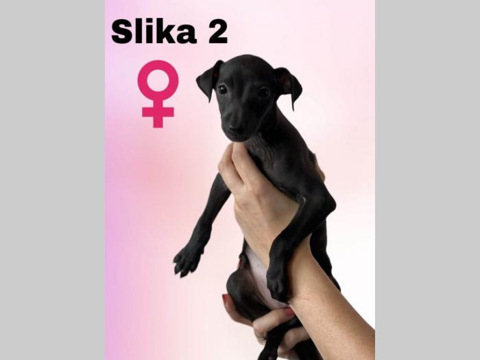 mali italijanski hrtovi besplatni mali oglasi