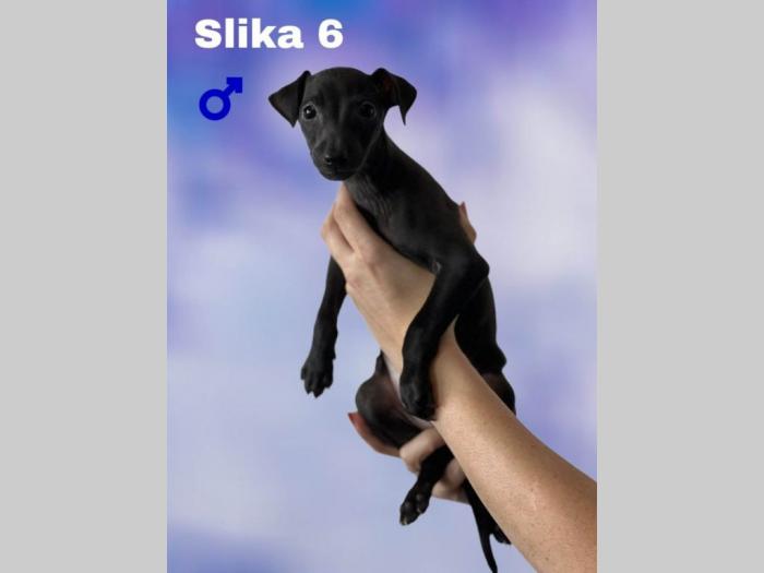 mali italijanski hrtovi besplatni mali oglasi