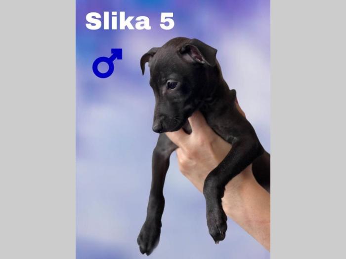 mali italijanski hrtovi besplatni mali oglasi