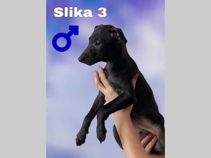 mali italijanski hrtovi besplatni mali oglasi