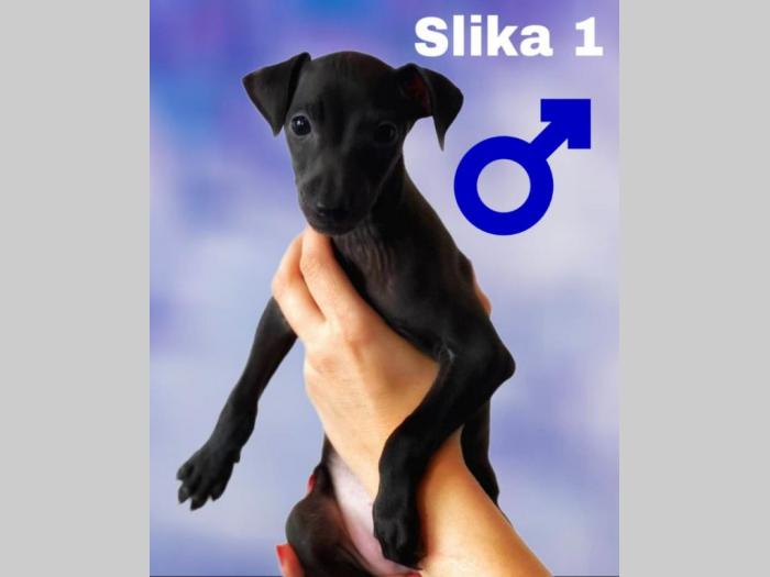 mali italijanski hrtovi besplatni mali oglasi