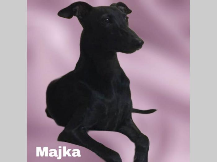 mali italijanski hrtovi besplatni mali oglasi