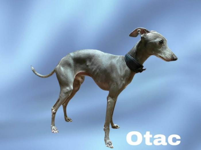 mali italijanski hrtovi besplatni mali oglasi