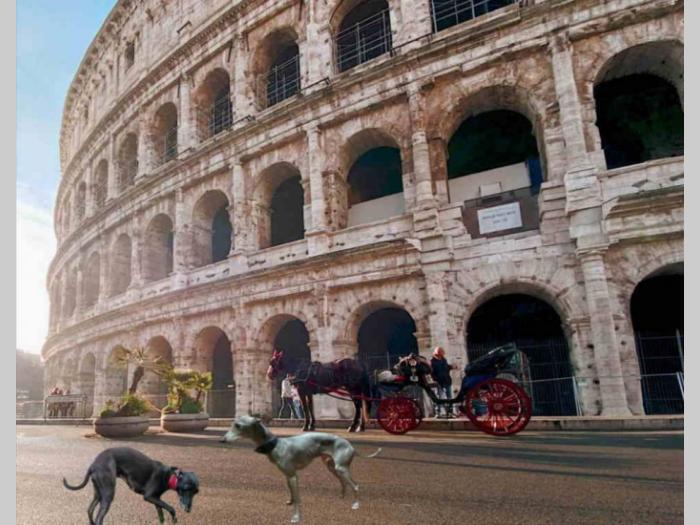 mali italijanski hrtovi besplatni mali oglasi