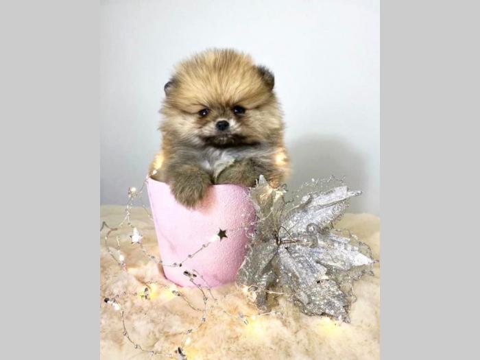 pomeranac boo štene besplatni mali oglasi