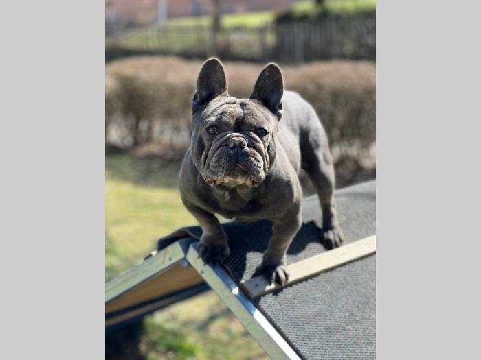 francuski buldog besplatni mali oglasi