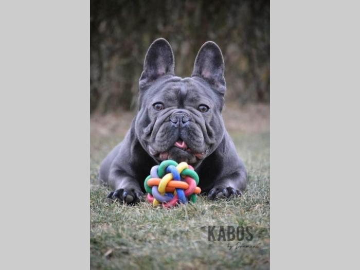 francuski buldog besplatni mali oglasi