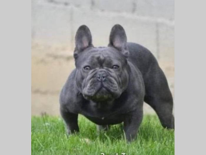 francuski buldog besplatni mali oglasi