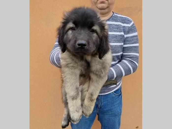 kavkaski ovčar štenci besplatni mali oglasi