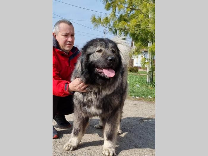 kavkaski ovčar štenci besplatni mali oglasi