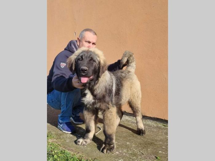 kavkaski ovčar štenci besplatni mali oglasi