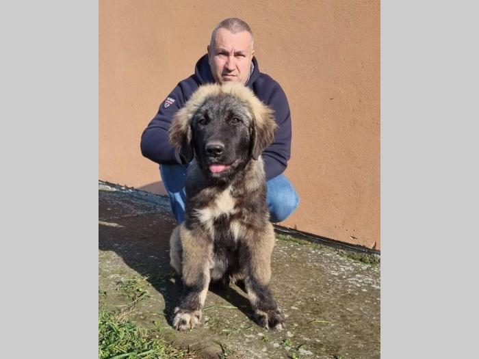 kavkaski ovčar štenci besplatni mali oglasi