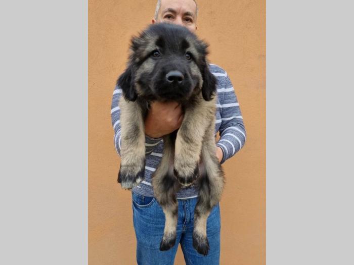 kavkaski ovčar štenci besplatni mali oglasi