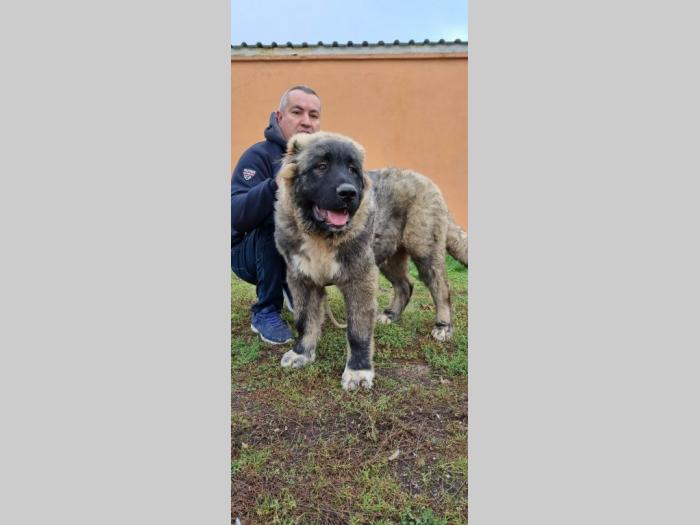 kavkaski ovčar štenci besplatni mali oglasi