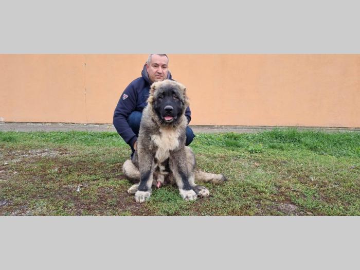 kavkaski ovčar štenci besplatni mali oglasi