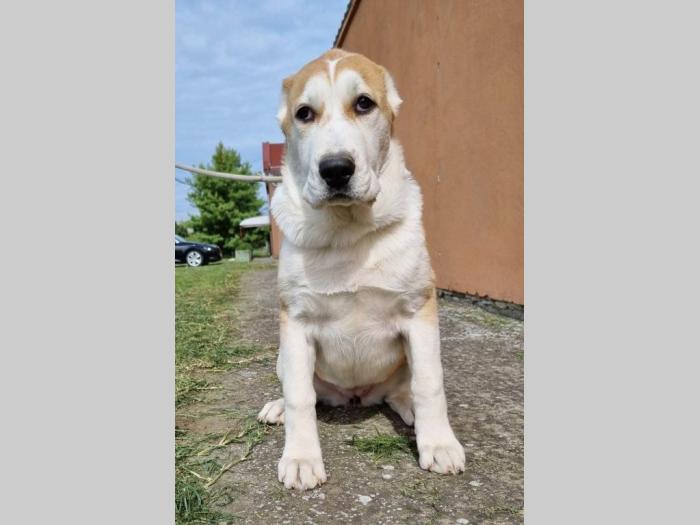 srednjeazijski ovčar štenci besplatni mali oglasi