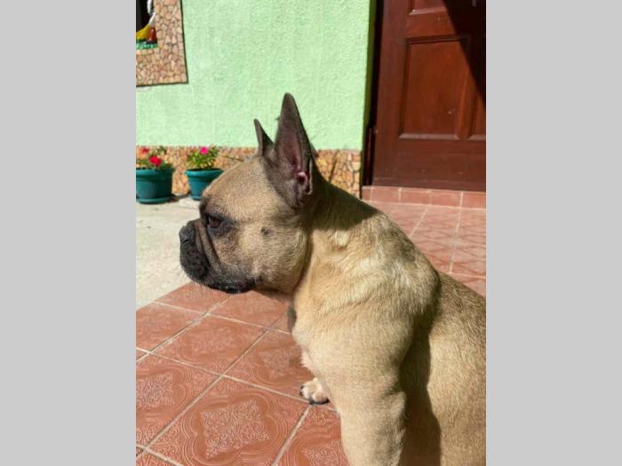 francuski buldog štenci besplatni mali oglasi