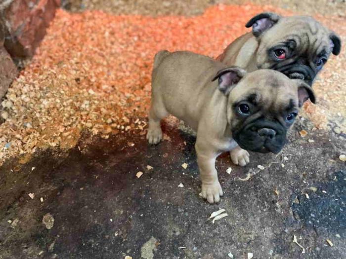 francuski buldog štenci besplatni mali oglasi