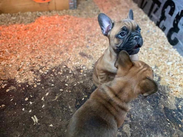 francuski buldog štenci besplatni mali oglasi
