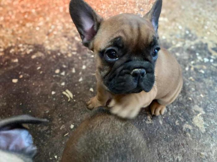 francuski buldog štenci besplatni mali oglasi