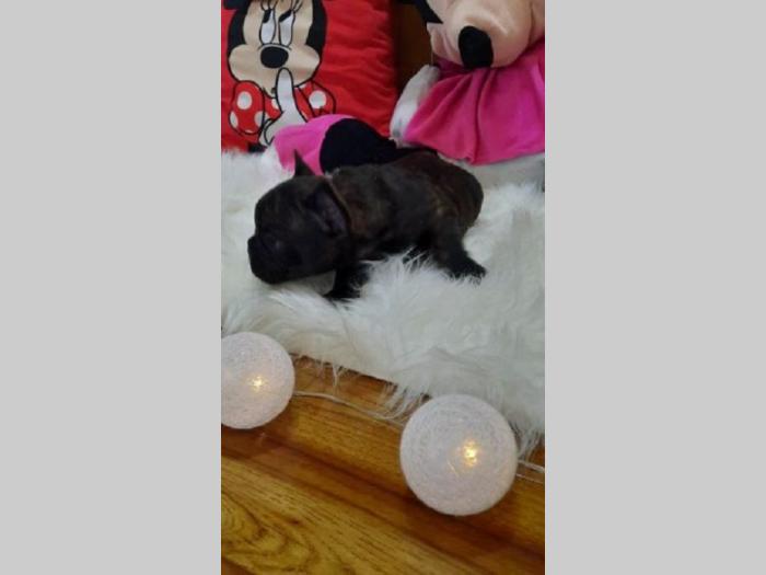 francuskog buldoga štenci besplatni mali oglasi