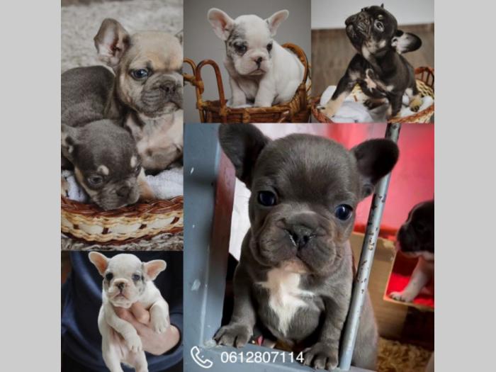 francuski buldog besplatni mali oglasi