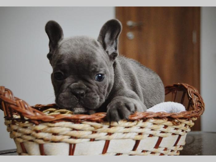 francuski buldog besplatni mali oglasi
