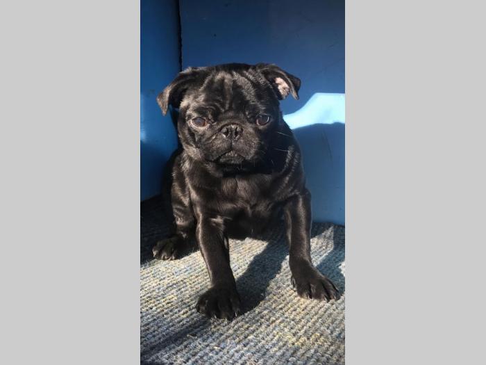 mops štenci besplatni mali oglasi