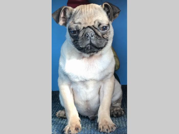 mops štenci besplatni mali oglasi