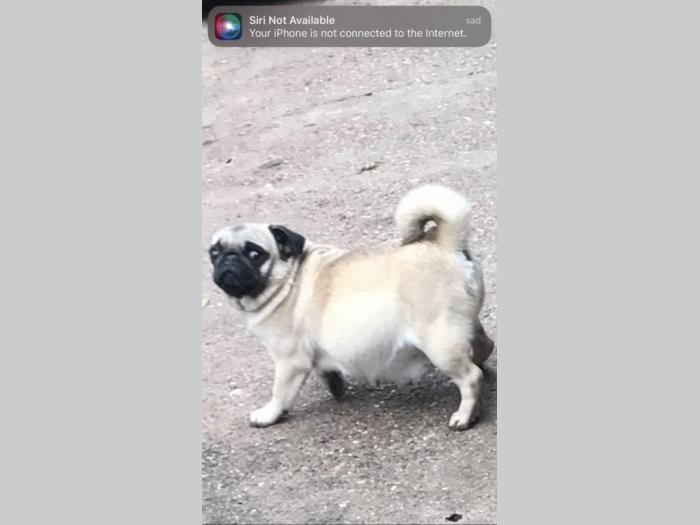 mops štenci besplatni mali oglasi