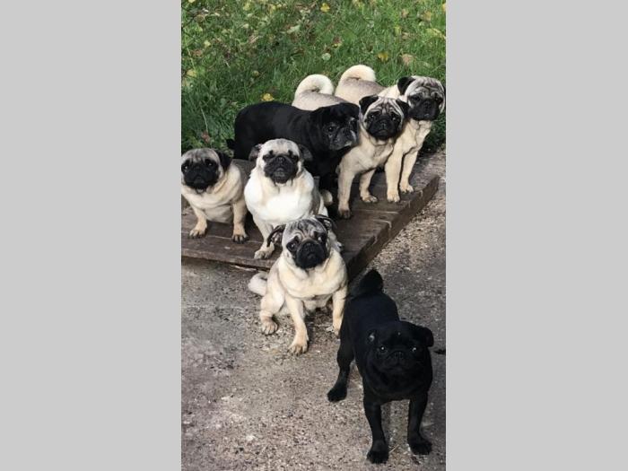 mops štenci besplatni mali oglasi