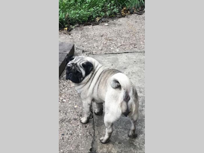 mops štenci besplatni mali oglasi