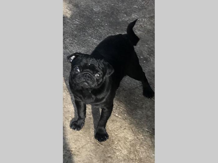 mops štenci besplatni mali oglasi