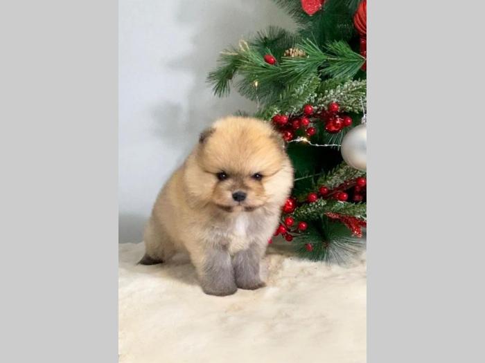 pomeranac boo patuljasti besplatni mali oglasi