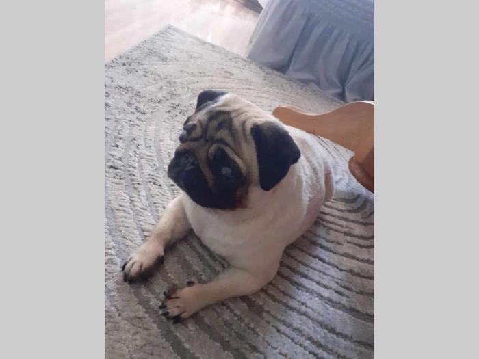 mops štenci besplatni mali oglasi
