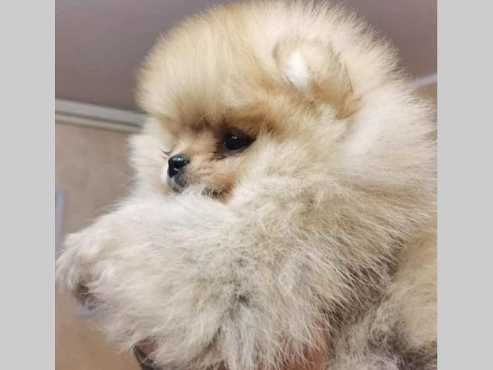 pomeranac boo štenci besplatni mali oglasi