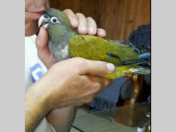 papagaji ručno hranjeni besplatni mali oglasi