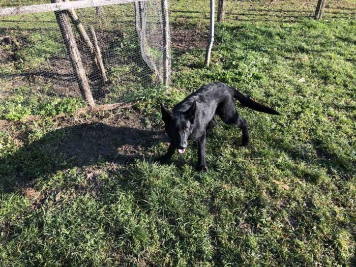 nemački ovčar štenci besplatni mali oglasi