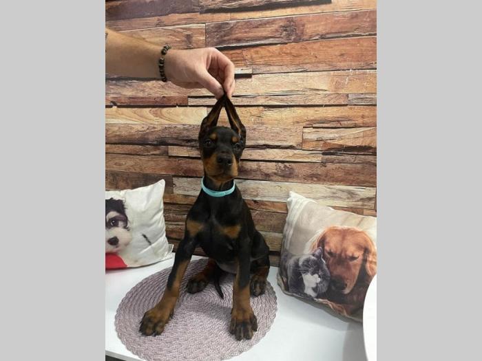 doberman štenci besplatni mali oglasi