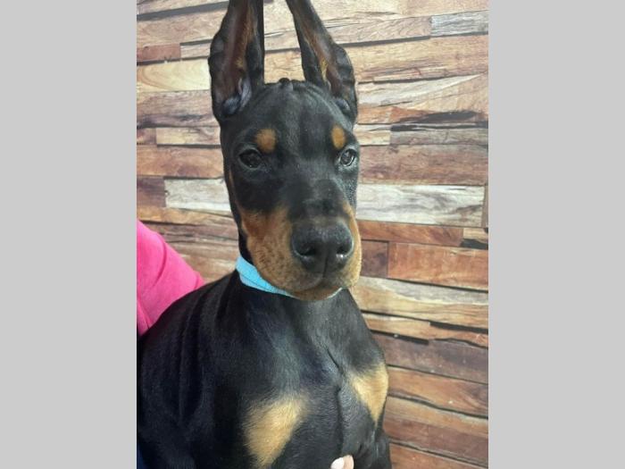 doberman štenci besplatni mali oglasi
