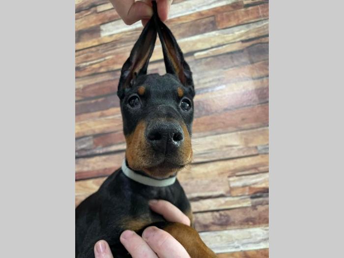 doberman štenci besplatni mali oglasi