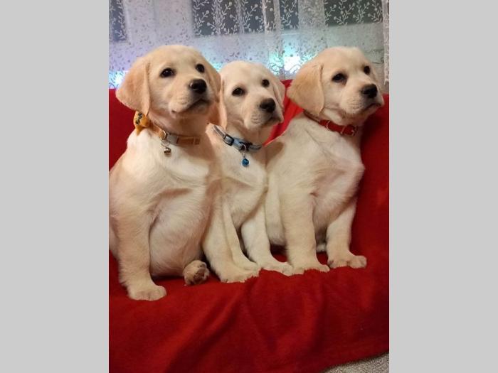 labrador retriver štenci besplatni mali oglasi