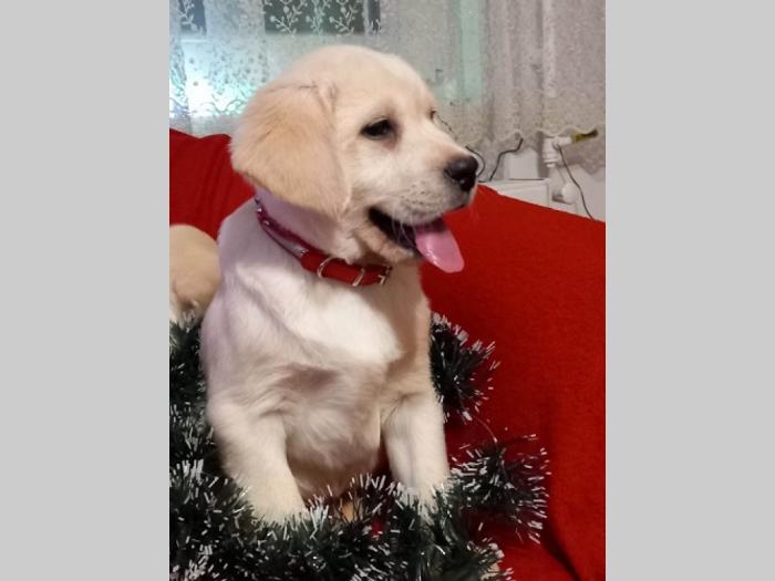 labrador retriver štenci besplatni mali oglasi