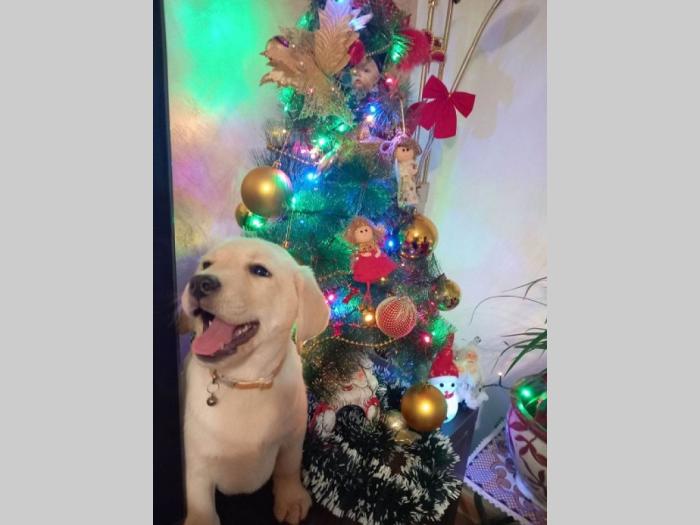 labrador retriver štenci besplatni mali oglasi