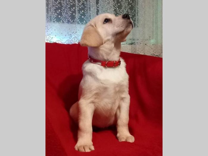 labrador retriver štenci besplatni mali oglasi