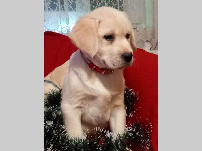 labrador retriver štenci besplatni mali oglasi