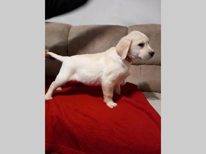labrador retriver štenci besplatni mali oglasi