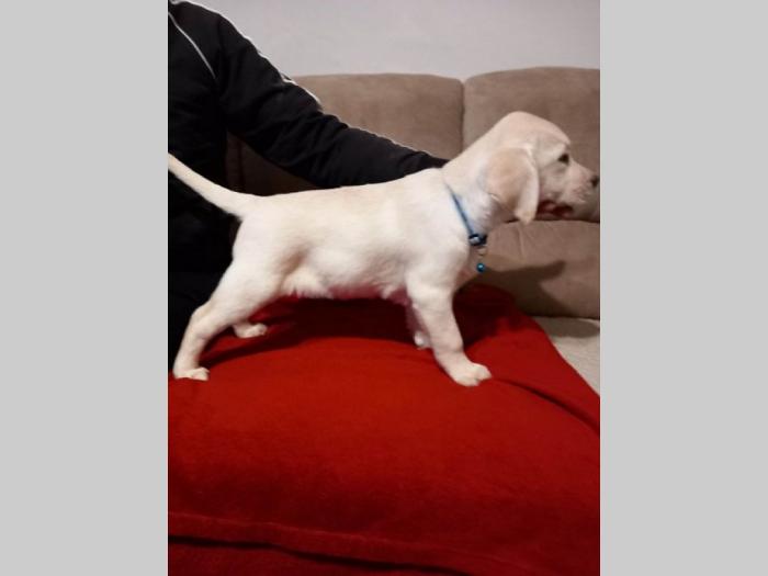 labrador retriver štenci besplatni mali oglasi