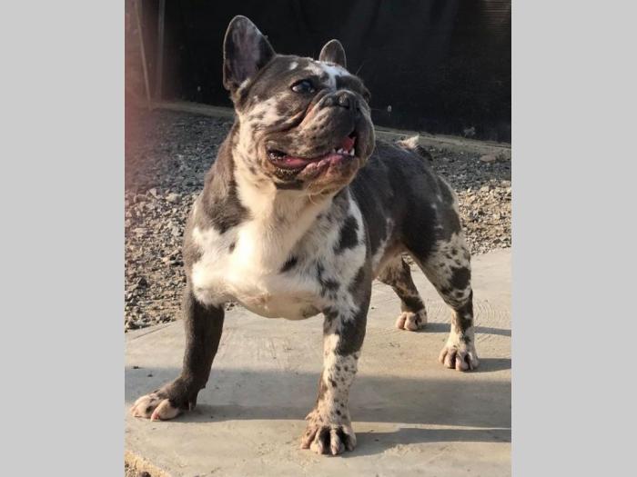 francuski buldog besplatni mali oglasi