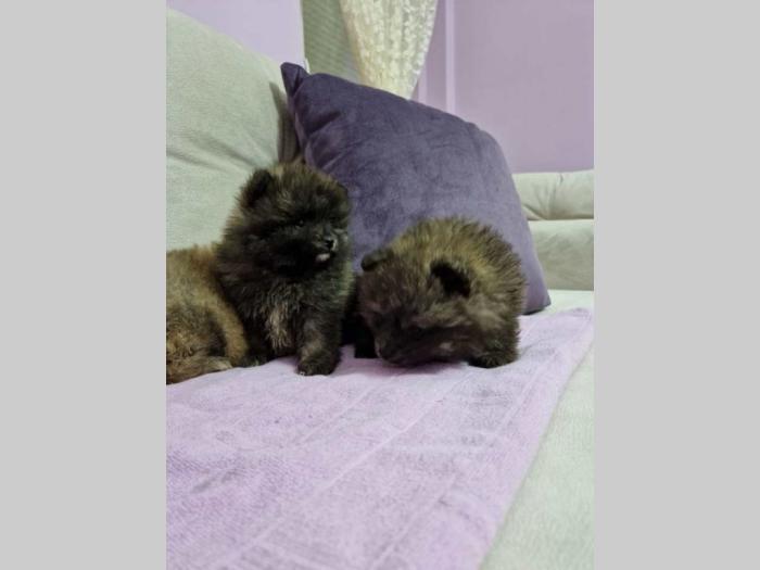 pomeranski špic štenci besplatni mali oglasi